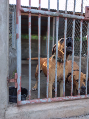 Pure Bred Brazilian Mastiffs 