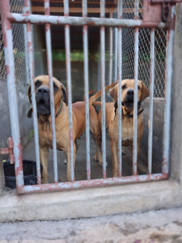 Pure Bred Brazilian Mastiffs 