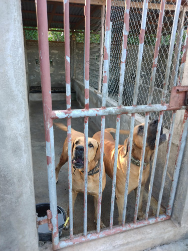 Pure Bred Brazilian Mastiffs 