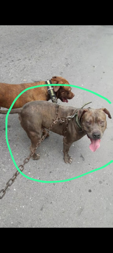 Bullie Pit