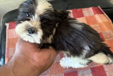 Shih-Poo Mix Puppy Fully Vaccinated 