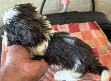 Shih-Poo Mix Puppy Fully Vaccinated 