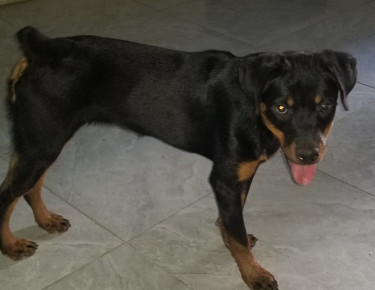 Rottweiler Female Dog For Sale 5months Old