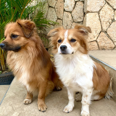 Chihuahua Pomeranian Puppies
