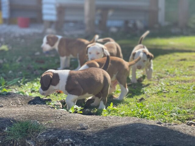 Pit Bull Puppies 7weeks Old
