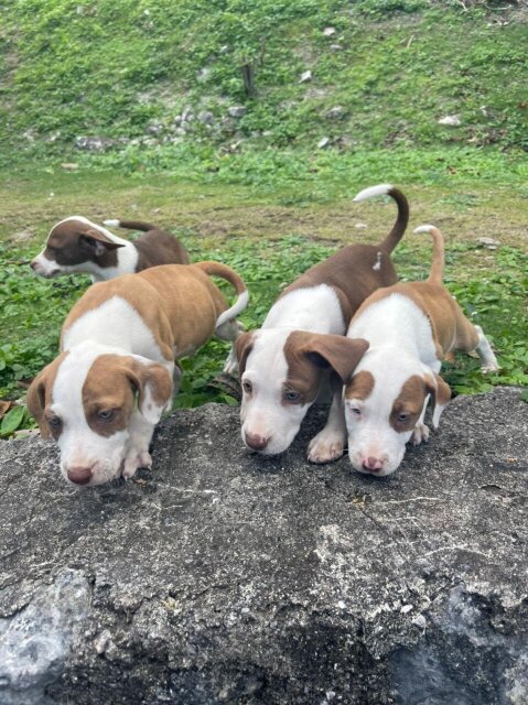 Pit Bull Puppies 7weeks Old