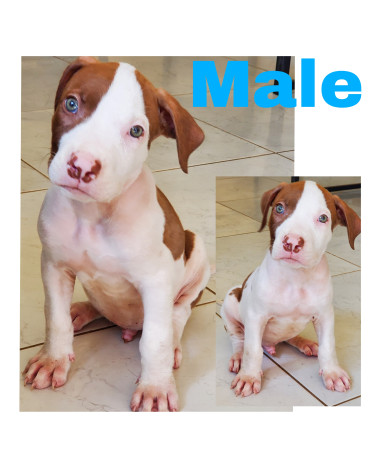 Pitbull Puppies Vaccinated And Dewormed 