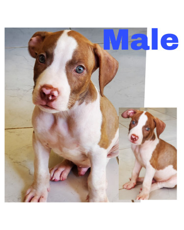 Pitbull Puppies Vaccinated And Dewormed 