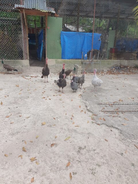 Black Turkeys And Guinea Hens