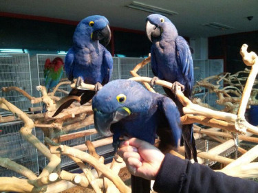 Purchase Your Beautiful Hyacinth Macaw Parrots