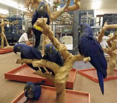Purchase Your Beautiful Hyacinth Macaw Parrots