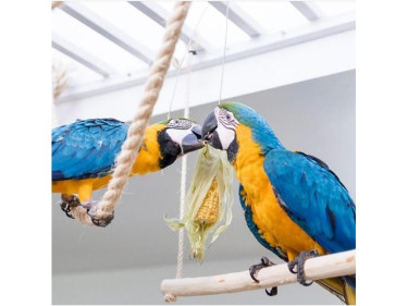 Blue And Gold Macaw Parrots For Sale