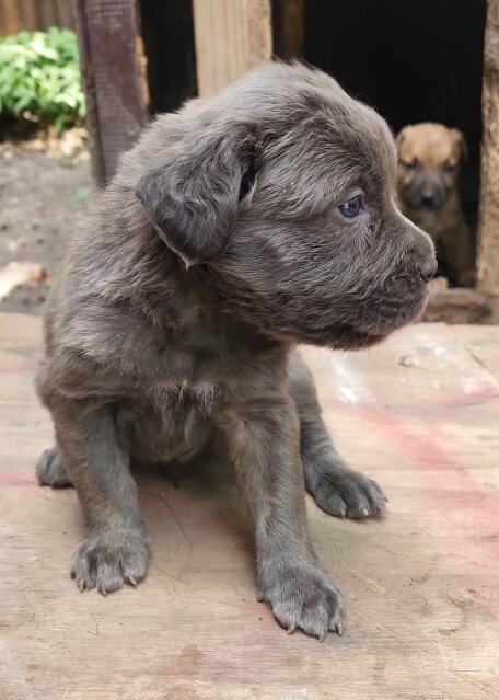 Pit Mastiff Puppies ?