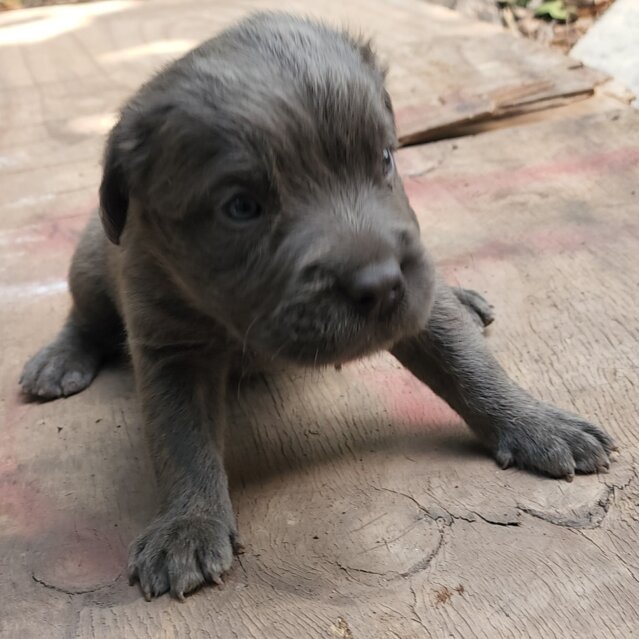 Pit Mastiff Puppies ?