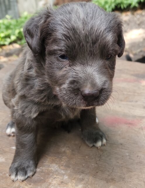 Pit Mastiff Puppies ?