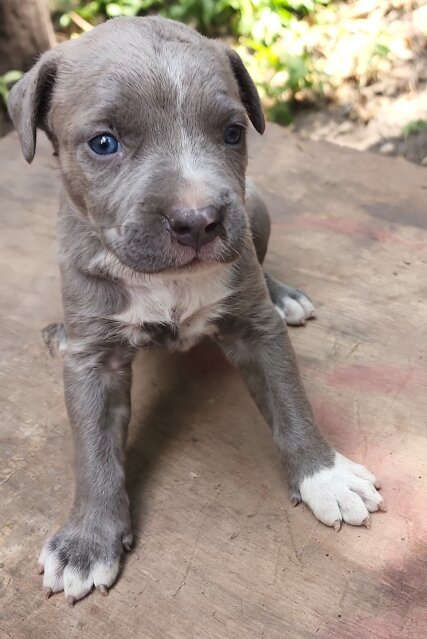 Pit Mastiff Puppies ?