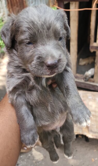 Pit Mastiff Puppies ?