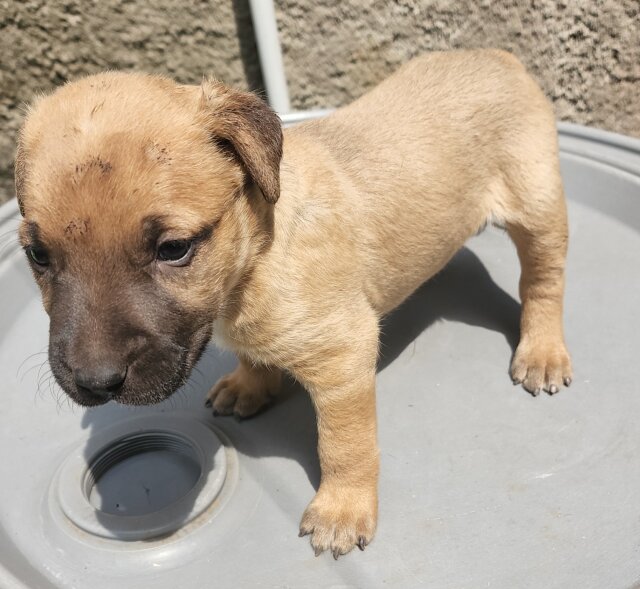 Pit Mastiff Puppies ?