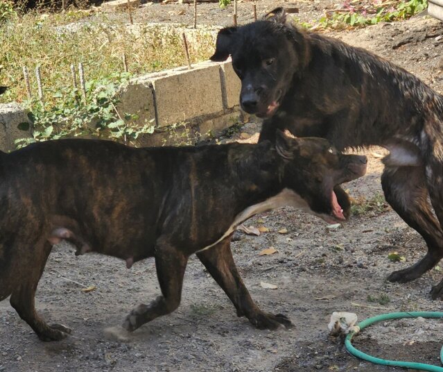 Pit Mastiff Puppies ?