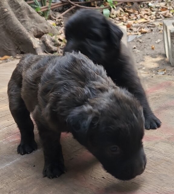 Pit Mastiff Puppies ?