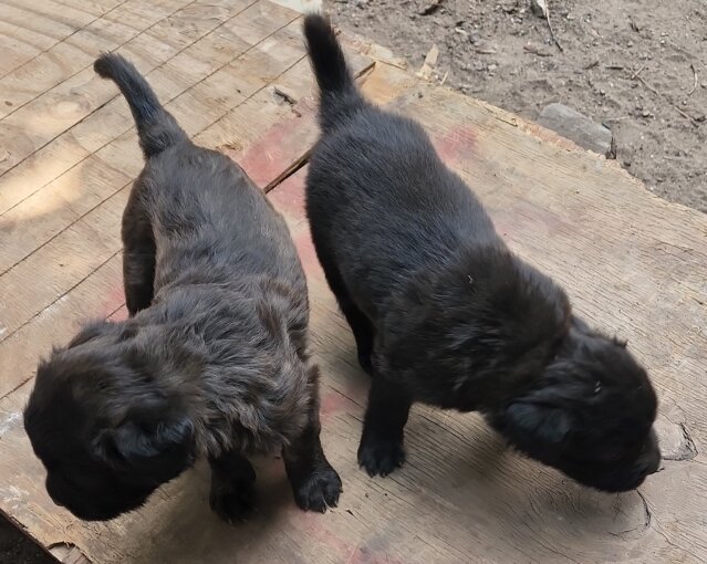 Pit Mastiff Puppies ?