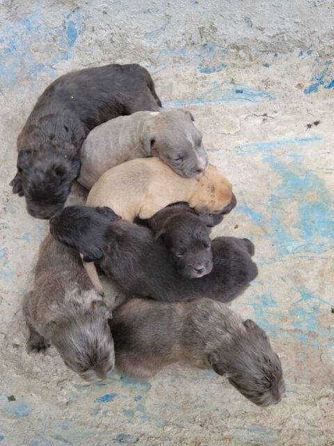 Pit Mastiff Puppies ?