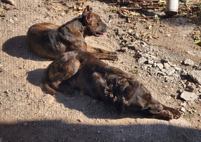 Pit Mastiff Puppies ?