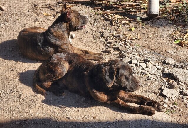 Pit Mastiff Puppies ?