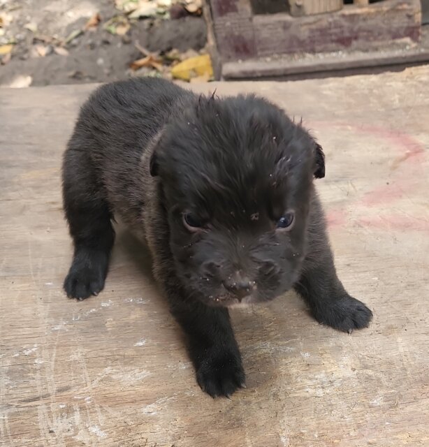 Pit Mastiff Puppies ?