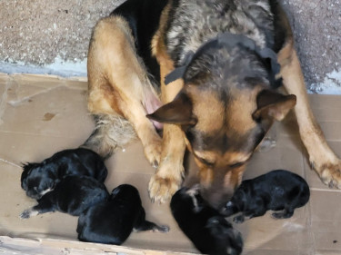 Full Breed German Shepherd Puppies 