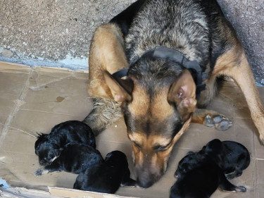 Full Breed German Shepherd Puppies 