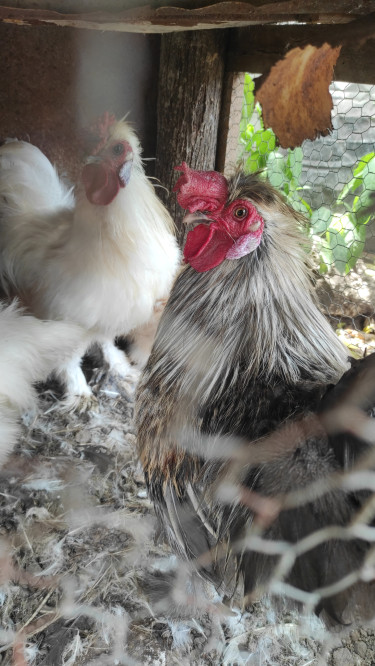 Silkies Chickens 