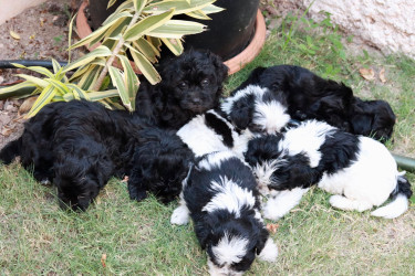 Shitzu Mixed Puppies For Sale