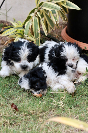 Shitzu Mixed Puppies For Sale