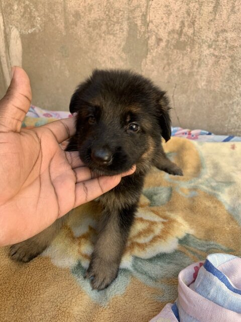 Purebred Registred German Shepherd Pups ONLY MALES