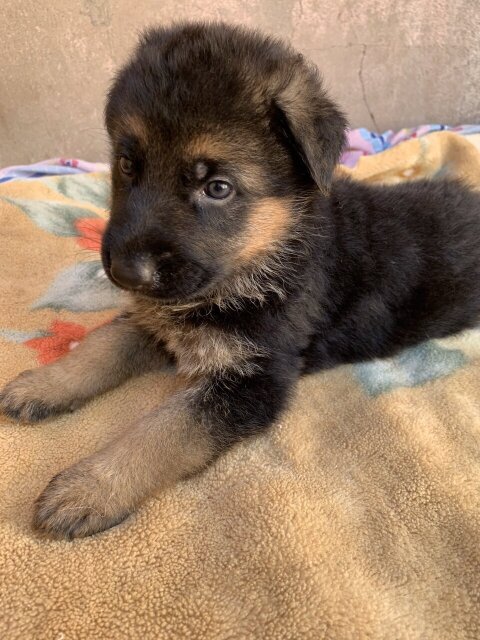 Purebred Registred German Shepherd Pups ONLY MALES