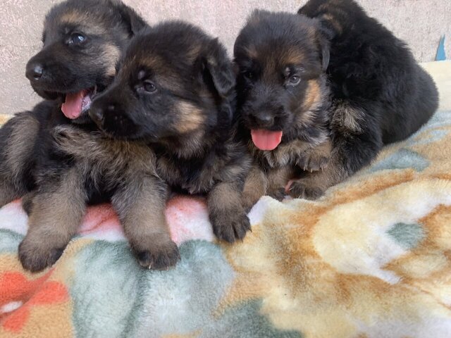 Purebred Registred German Shepherd Pups ONLY MALES
