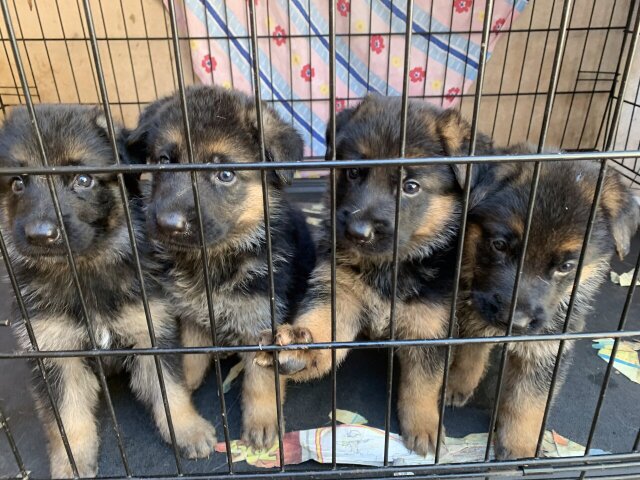 Purebred Registred German Shepherd Pups ONLY MALES