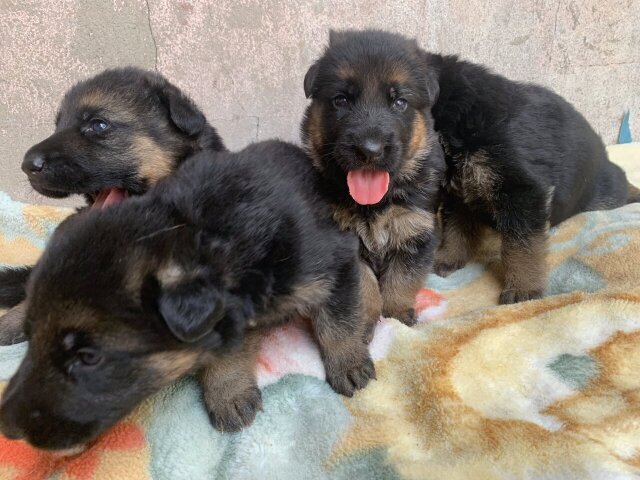 Purebred Registred German Shepherd Pups ONLY MALES