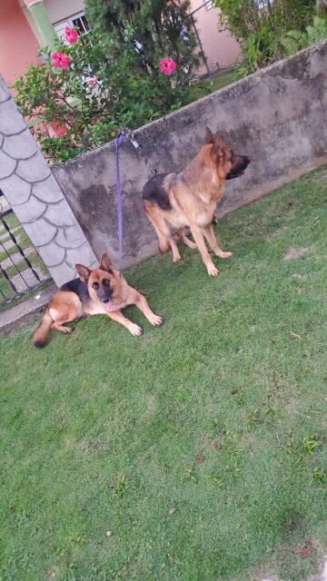 Purebred Registred German Shepherd Pups ONLY MALES