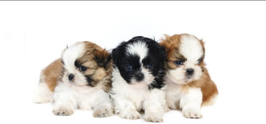 Shihtzu Females And Male Available 