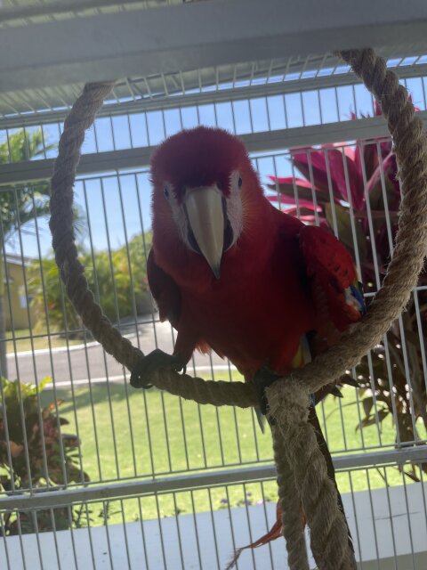 Red Macaw For Sale