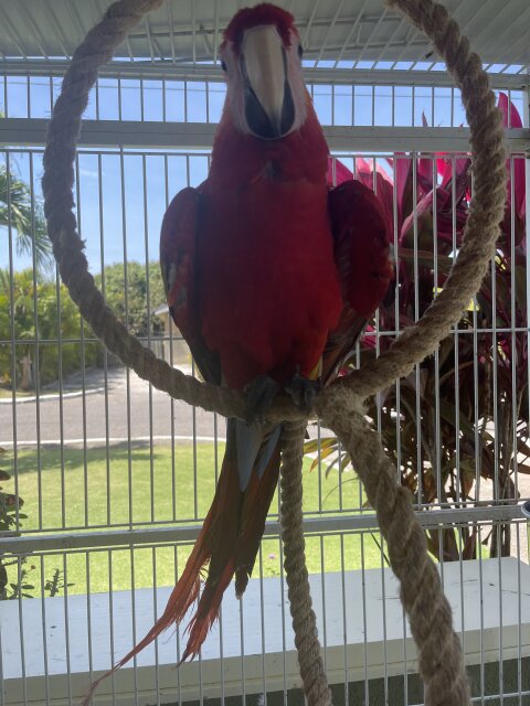 Red Macaw For Sale