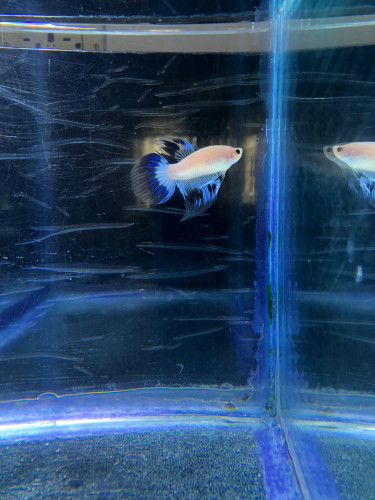 Betta Fish Male And Female 