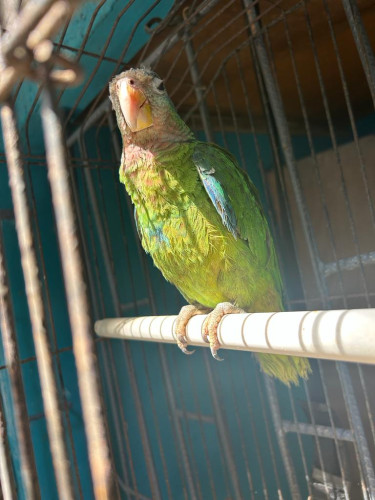 Original Parrot 