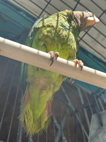 Original Parrot 
