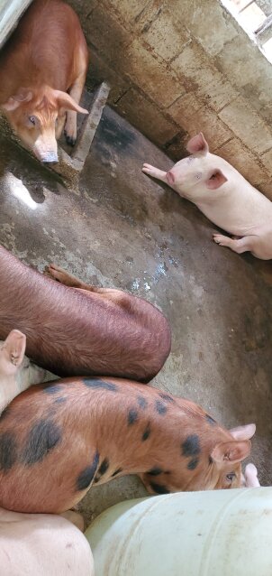 Pork, Piglets