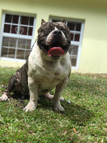 American Bullie Up For Studs