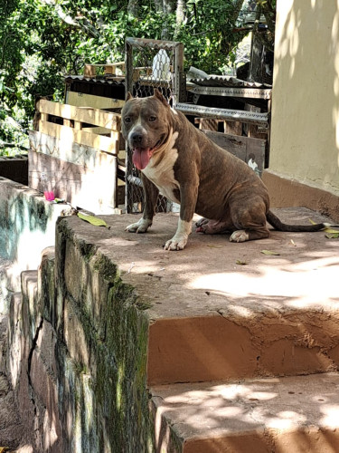 American Bullie Up For Studs