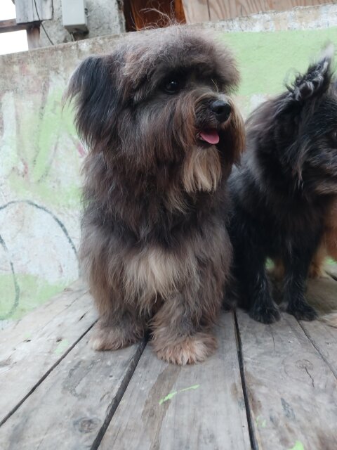 Pomeranian Shihtzu